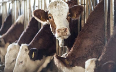 Livestock Feeding and Veterinary Medicine Studies